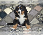 Small #4 Bernese Mountain Dog