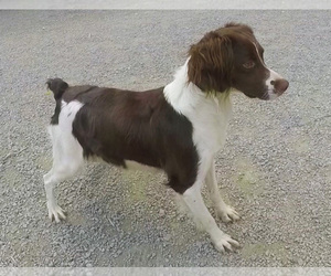 Mother of the Brittany puppies born on 09/04/2019