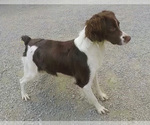 Small Photo #1 Brittany Puppy For Sale in BLOSSBURG, PA, USA