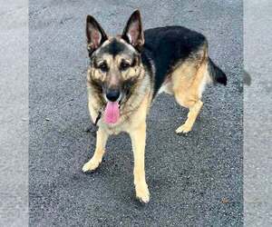 Bruno 3172 - Male German Shepherd Dog Dog for Adoption - Photo #7