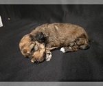 Puppy Puppy 2 Goldendoodle (Miniature)