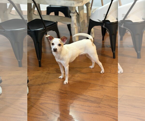 Medium Photo #2 Jack Chi Puppy For Sale in Greensboro, NC, USA