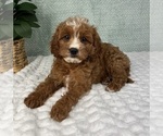 Small #3 Cavapoo