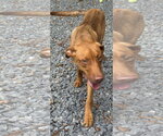 Small #2 Carolina Dog Mix