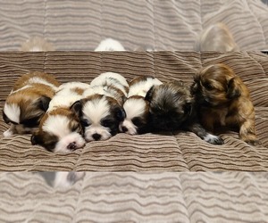 Shih Tzu Puppy for sale in COUNTRY CLUB, MO, USA