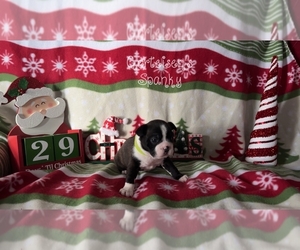 Boston Terrier Puppy for sale in NEWBURGH, IN, USA