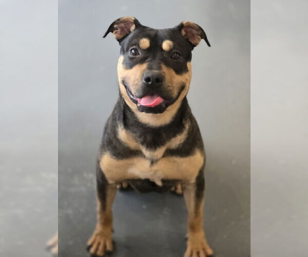 Medium Photo #1 American Staffordshire Terrier-Rottweiler Mix Puppy For Sale in Bardstown, KY, USA