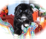 Small Photo #1 Havashire-Unknown Mix Puppy For Sale in HAMMOND, IN, USA
