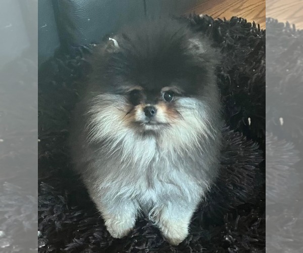 Medium Photo #1 Pomeranian Puppy For Sale in RESEDA, CA, USA