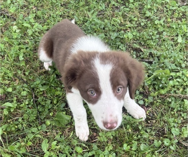 Medium Photo #3 Borador Puppy For Sale in MARION, VA, USA