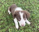 Small #2 Borador