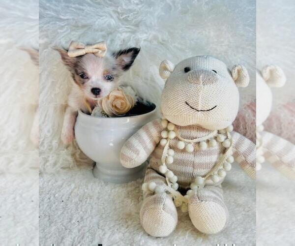 Medium Photo #18 Chihuahua Puppy For Sale in TAMPA, FL, USA