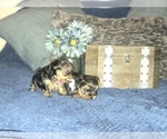 Small Photo #11 Yorkshire Terrier Puppy For Sale in STKN, CA, USA