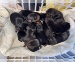 Small Photo #13 Doberman Pinscher Puppy For Sale in VERMILION, OH, USA