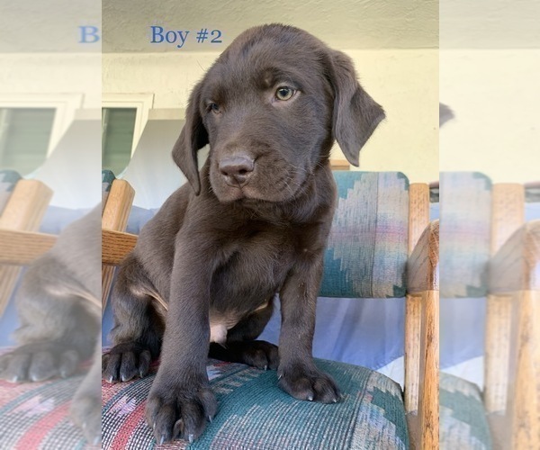 Medium Photo #15 Labrador Retriever Puppy For Sale in ESCONDIDO, CA, USA