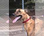 Small #1 Greyhound