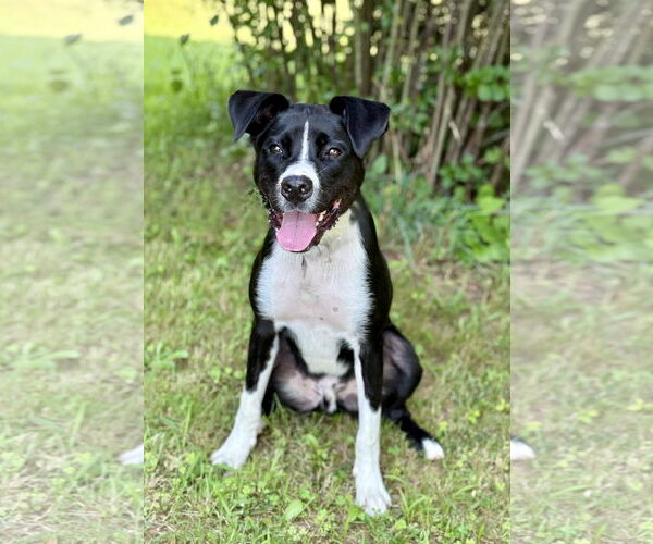 Medium Photo #12 Border Collie-Unknown Mix Puppy For Sale in Spring Lake, NJ, USA
