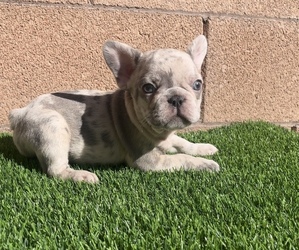 French Bulldog Litter for sale in LAS VEGAS, NV, USA