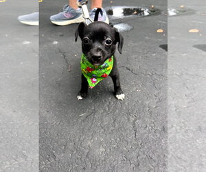 Chiweenie Dogs for adoption in Plainfield, IL, USA