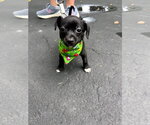 Small Chiweenie
