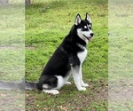 Small Photo #1 Siberian Husky Puppy For Sale in MADERA, CA, USA