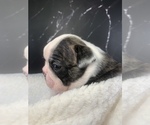 Small Photo #77 Boston Terrier Puppy For Sale in TULARE, CA, USA