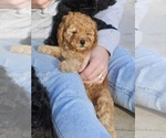 Small Photo #9 Poodle (Miniature) Puppy For Sale in LEONARDVILLE, KS, USA