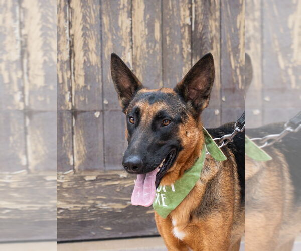 Medium Photo #16 German Shepherd Dog-Unknown Mix Puppy For Sale in Lake Forest, CA, USA