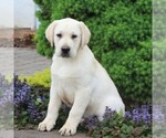 Small Photo #1 Labrador Retriever Puppy For Sale in DELTA, PA, USA