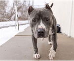 Small #1 Staffordshire Bull Terrier