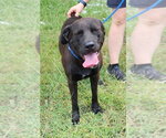 Small #3 Chocolate Labrador retriever Mix
