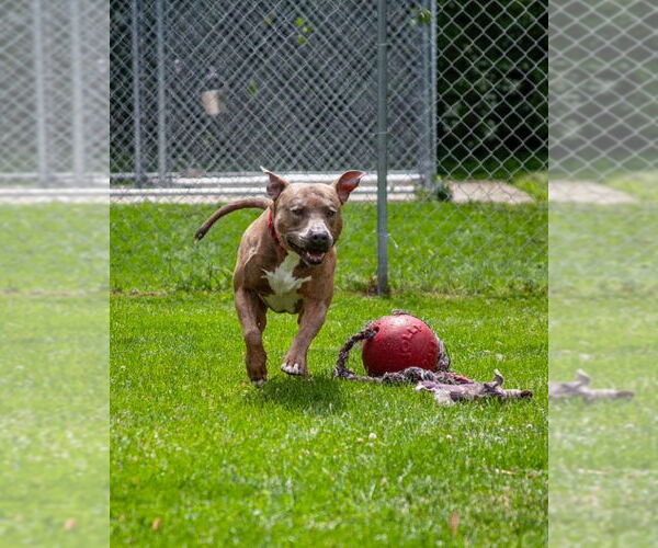 Medium Photo #2 Labrador Retriever-Unknown Mix Puppy For Sale in Muskegon, MI, USA