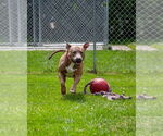 Small #1 Labrador Retriever Mix