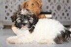 Small Photo #2 Havanese Puppy For Sale in MOUNT VERNON, OH, USA