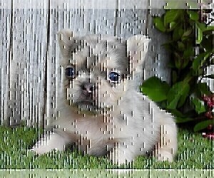 French Bulldog Puppy for sale in WEST PALM BEACH, FL, USA
