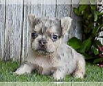Small French Bulldog