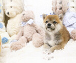 Small Photo #4 Shiba Inu Puppy For Sale in HILO, HI, USA