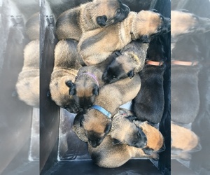 Belgian Malinois Puppy for sale in LILBURN, GA, USA