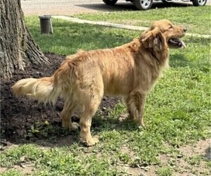 Father of the Golden Retriever puppies born on 08/14/2025