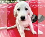 Small #1 Great Pyrenees
