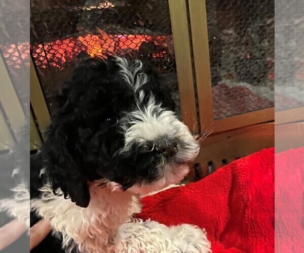 Medium Photo #2 Poodle (Standard) Puppy For Sale in MIDDLETOWN, OH, USA