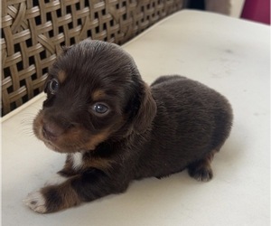 Dachshund Puppy for sale in HILLSBORO, KY, USA