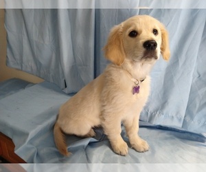 English Cream Golden Retriever Puppy for sale in BANNING, CA, USA