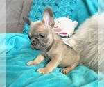 Small French Bulldog