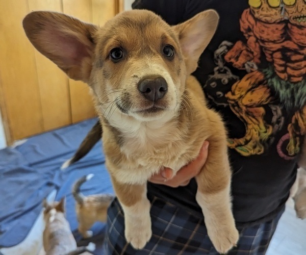 Medium Photo #1 Pembroke Welsh Corgi Puppy For Sale in VANCOUVER, WA, USA