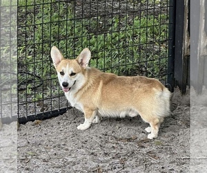Father of the Pembroke Welsh Corgi puppies born on 06/02/2025