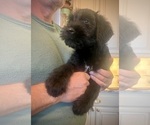 Puppy Lilly Schnauzer (Giant)