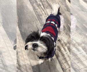 Shih Tzu-Unknown Mix Dogs for adoption in Mount Pleasant, SC, USA