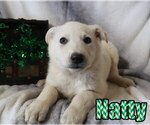 Small Photo #1 German Shepherd Dog Puppy For Sale in jasper, AR, USA