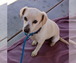 Beagle-Chihuahua Mix Dogs for adoption in Apple Valley, CA, USA
